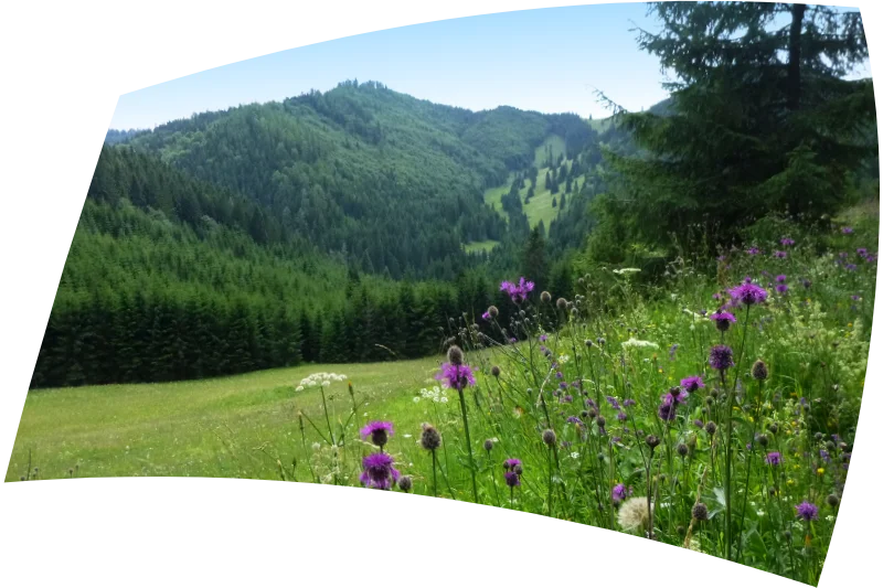 Mountain Flora of Central Europe
